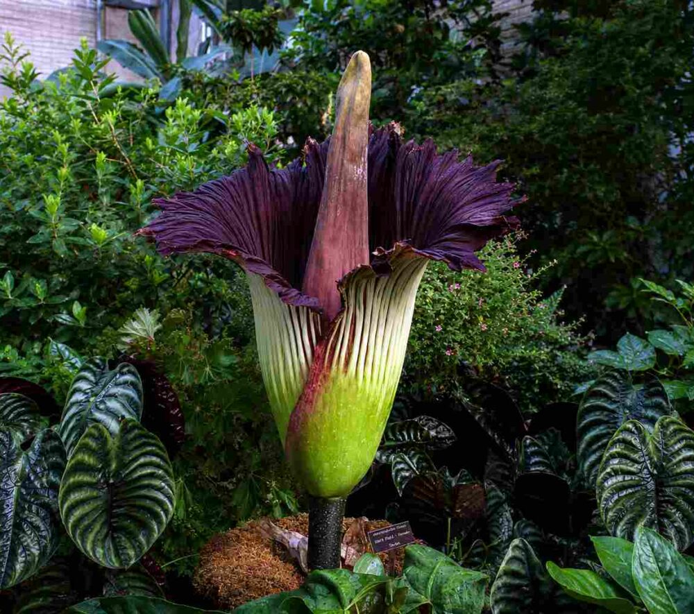 Dziwidło olbrzymie. Autorstwa Credits: US Botanic Garden. - http://www.usbg.gov/your-visit/Titan-Day-1.cfmhttp://www.usbg.gov/images/july23at745am_lg.jpg, Domena publiczna