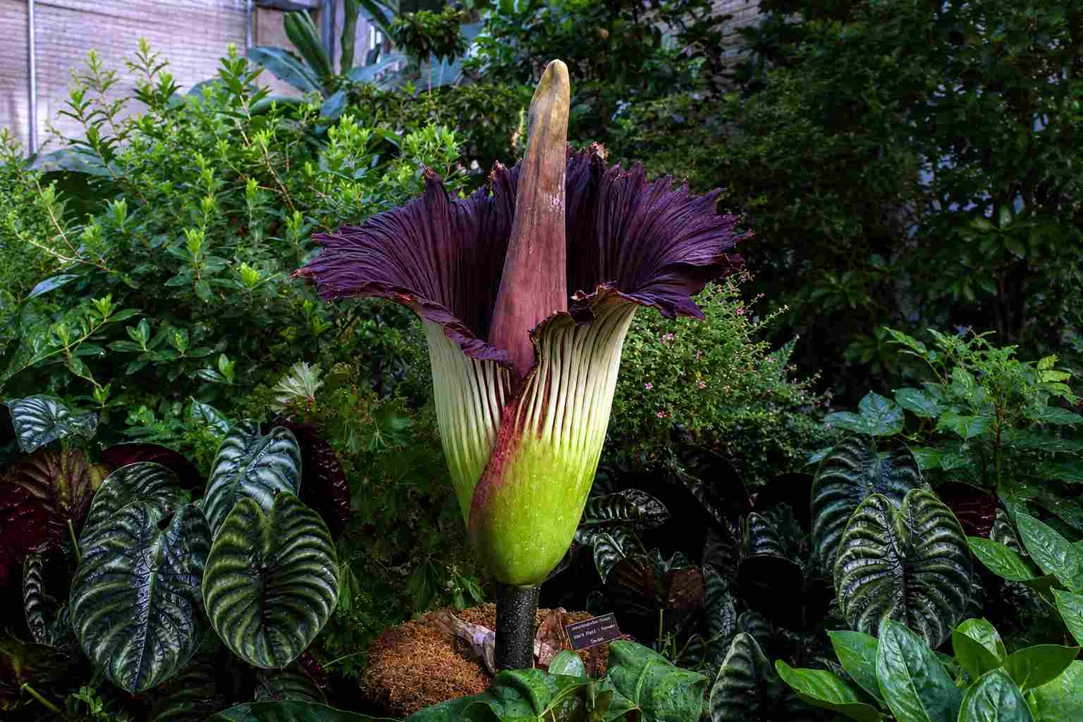 Dziwidło olbrzymie. Autorstwa Credits: US Botanic Garden. - http://www.usbg.gov/your-visit/Titan-Day-1.cfmhttp://www.usbg.gov/images/july23at745am_lg.jpg, Domena publiczna
