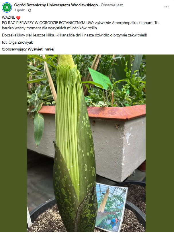 Dziwidło olbrzymie zakwitnie we Wrocławiu, informuje Ogród Botaniczny UWr