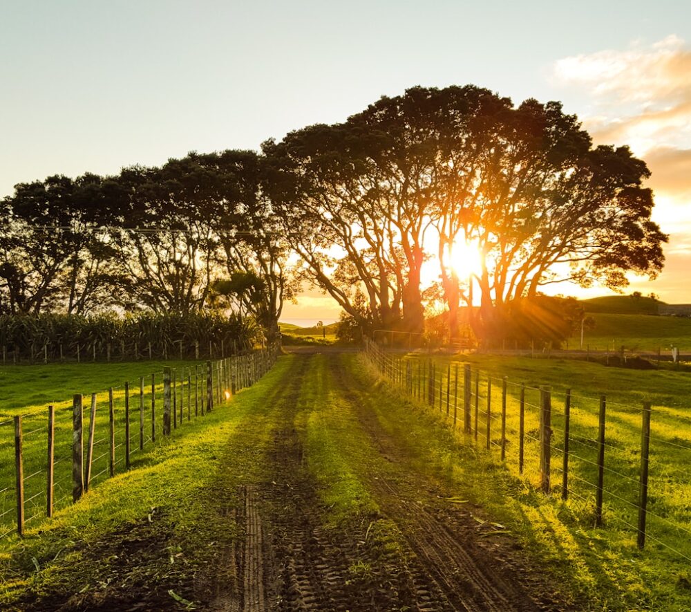 road in between brown wooden fences