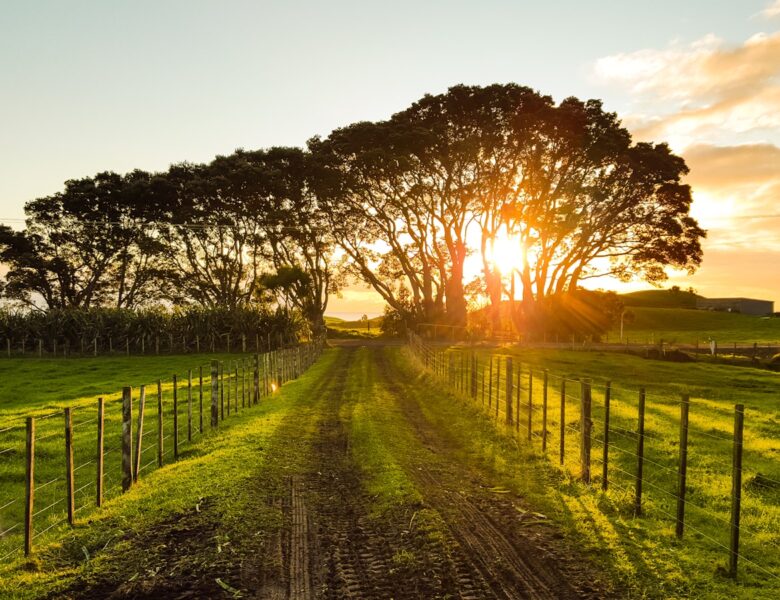 road in between brown wooden fences
