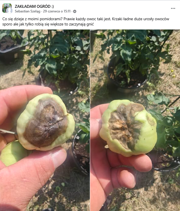 Post na FB, zgnilizna wierzchołkowa pomidorów