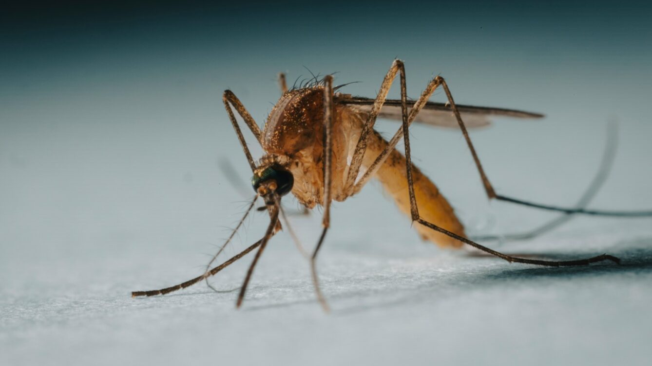 Kogo gryzą komary i dlaczego jedni przyciągają je bardziej? Naukowiec wyjaśnia rolę zapachu, ciepła i grupy krwi oraz poleca skuteczne repelenty. fot:  Rapha Wilde/Unsplash