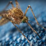 brown mosquito