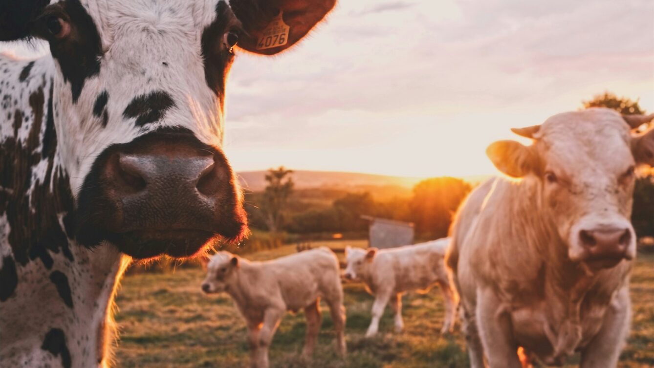 Stado krów na pastwisku. fot: Stijn te Strake/Unsplash