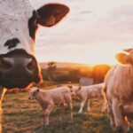 Stado krów na pastwisku. fot: Stijn te Strake/Unsplash