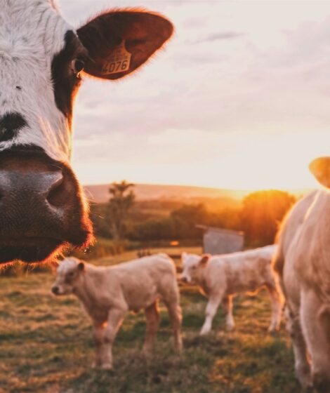 Stado krów na pastwisku. fot: Stijn te Strake/Unsplash