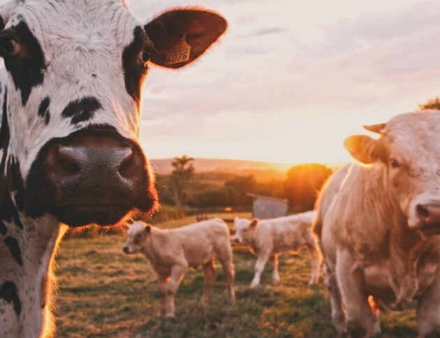 Stado krów na pastwisku. fot: Stijn te Strake/Unsplash