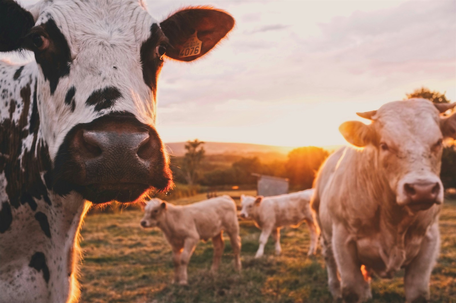 Stado krów na pastwisku. fot: Stijn te Strake/Unsplash