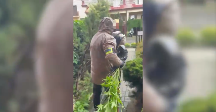 Policjant wynoszący wyrwane krzaczki marihuany. Policja