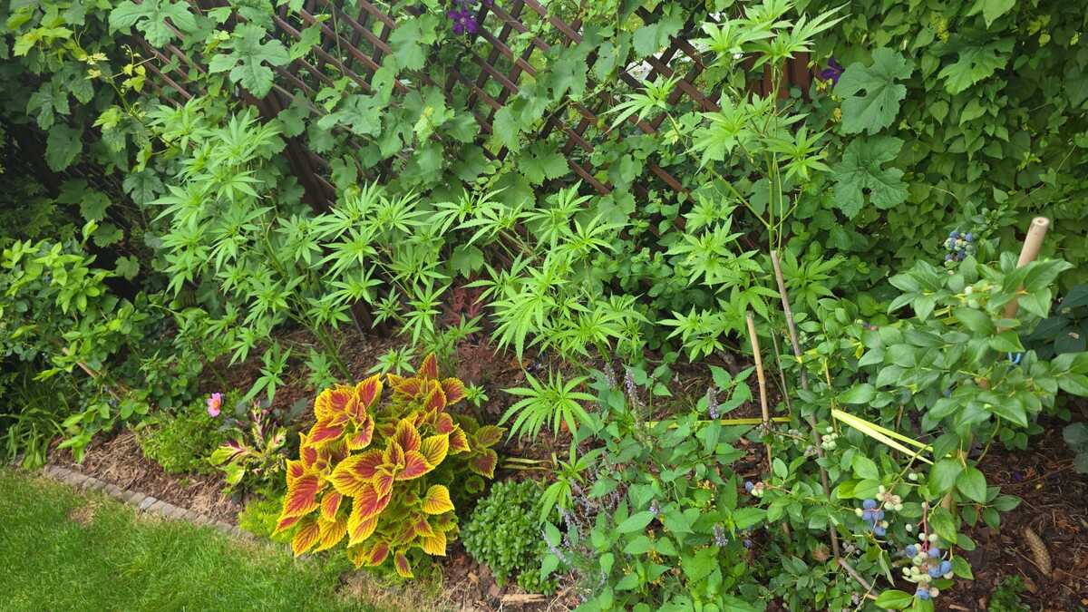Marihuana. Policja
