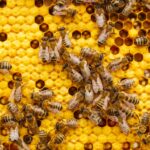 Trudne lato dla pszczół: upały i susza odbierają im pokarm. Sprawdź, jak pszczoły chłodzą ule, co im szkodzi i jak możemy im pomóc. fot: Simon Kadula/Unsplash
