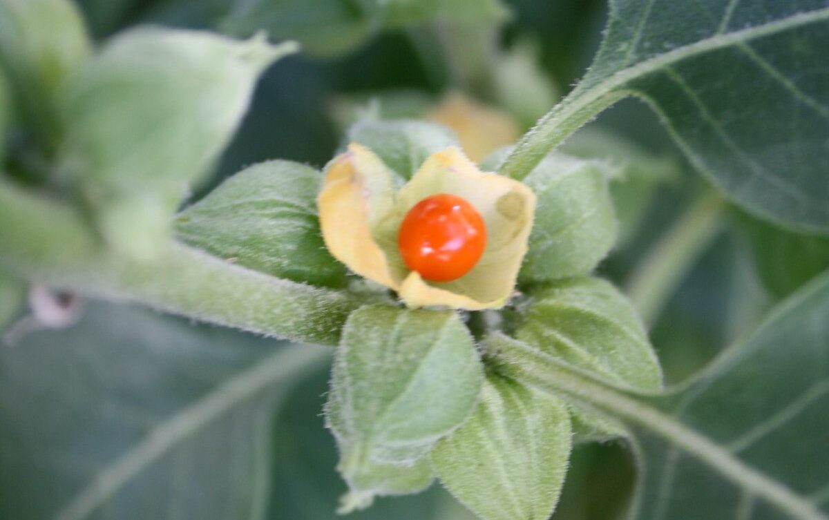 Ashwagandha jest popularna w Polsce, ale Dania zakazała jej sprzedaży. Autorstwa Wowbobwow12 z angielskiej Wikipedii, CC BY-SA 3.0