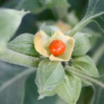 Ashwagandha jest popularna w Polsce, ale Dania zakazała jej sprzedaży. Autorstwa Wowbobwow12 z angielskiej Wikipedii, CC BY-SA 3.0