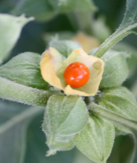 Ashwagandha jest popularna w Polsce, ale Dania zakazała jej sprzedaży. Autorstwa Wowbobwow12 z angielskiej Wikipedii, CC BY-SA 3.0