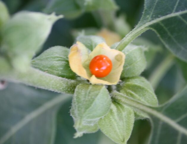 Ashwagandha jest popularna w Polsce, ale Dania zakazała jej sprzedaży. Autorstwa Wowbobwow12 z angielskiej Wikipedii, CC BY-SA 3.0