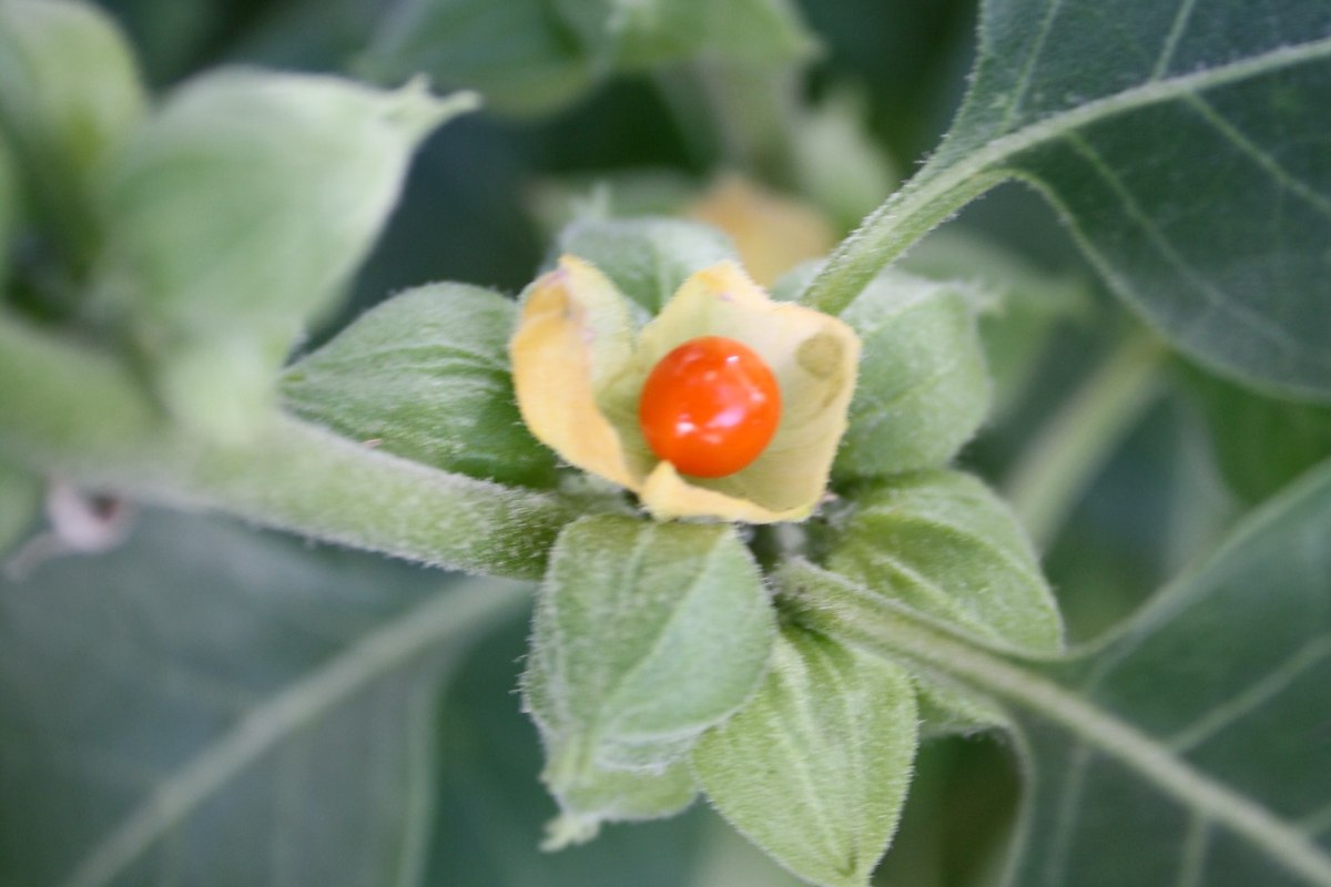 Ashwagandha jest popularna w Polsce, ale Dania zakazała jej sprzedaży. Autorstwa Wowbobwow12 z angielskiej Wikipedii, CC BY-SA 3.0