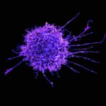 Naukowcy z Bonn cofnęli zegar molekularny komórek 80-latka o ponad 60 lat. Nowa metoda może pomóc w badaniach nad starzeniem i chorobą Alzheimera. fot: National Institute of Allergy and Infectious Diseases