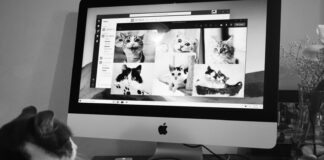 Behawiorystka: żyć jak kot z kotem to źle. Dlaczego koty nie lubią swojego towarzystwa? kot przed komputerem/ fot: Chris Barbalis/Unsplash