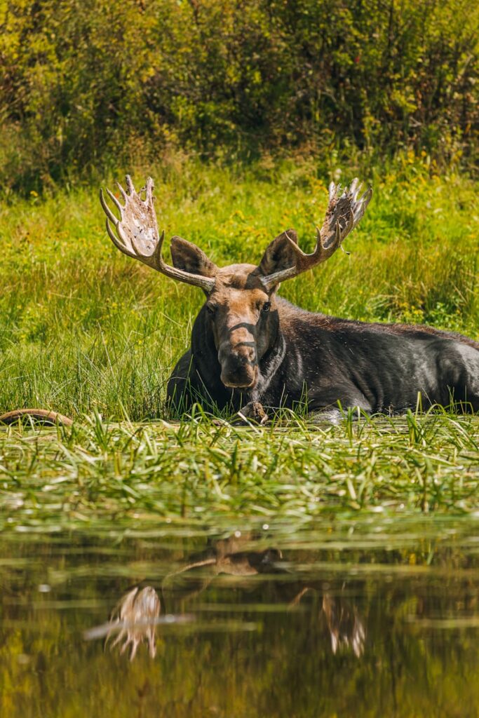 Łoś w Parku Narodowym/ fot: Jeremy Gerritsen/Unsplash