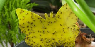 Muszki z doniczek – skąd się biorą ziemiórki i jak się ich pozbyć bez szkody dla roślin ziemiórki na roślinie ozdobnej w domu