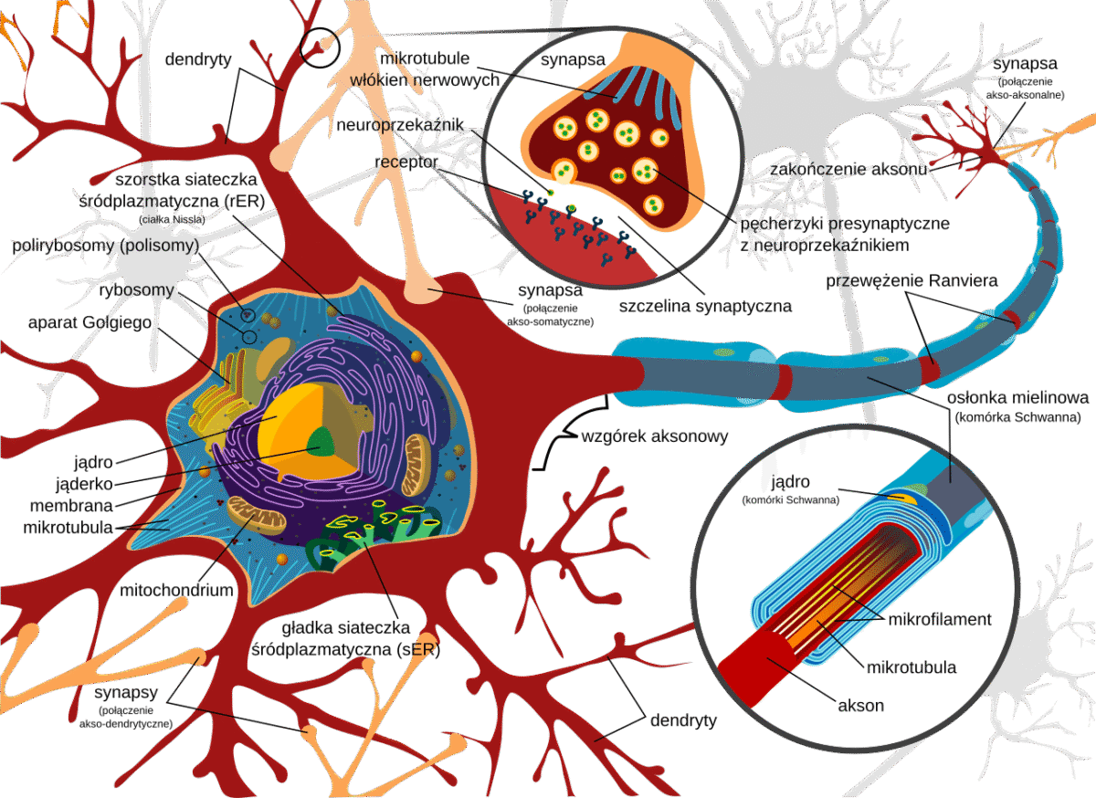Neuron - schemat komórki nerwowej, fot: LadyofHats, Domena publiczna