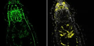 Polscy naukowcy odkryli robaki z dwiema głowami. To troszkę niepokojące dwugłowe płazińce - odkrycie polskich naukowców z Uniwersytetu Warszawskiego
