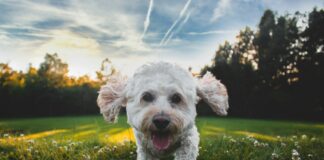 Psy kochają swoich właścicieli bardziej niż jedzenie? Badania mózgu pokazują zaskakujące wyniki Psy kochają swoich właścicieli bardziej niż jedzenie? Badania mózgu pokazują zaskakujące wyniki, fot: Joe Caione